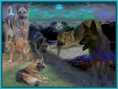 associazione ''Negli Occhi del Cane''