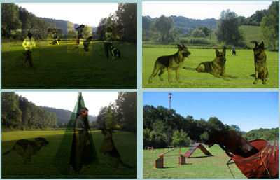 i video dei nostri Cani